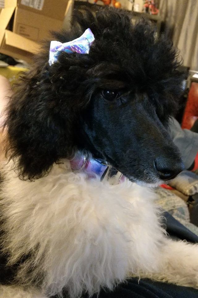 Mac
